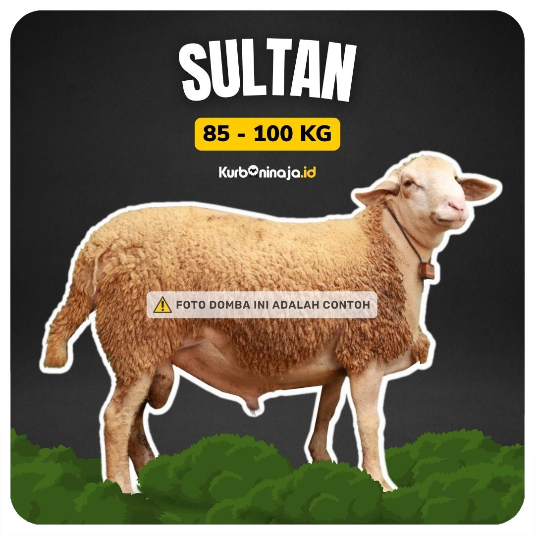 Sultan 85 - 100 kg