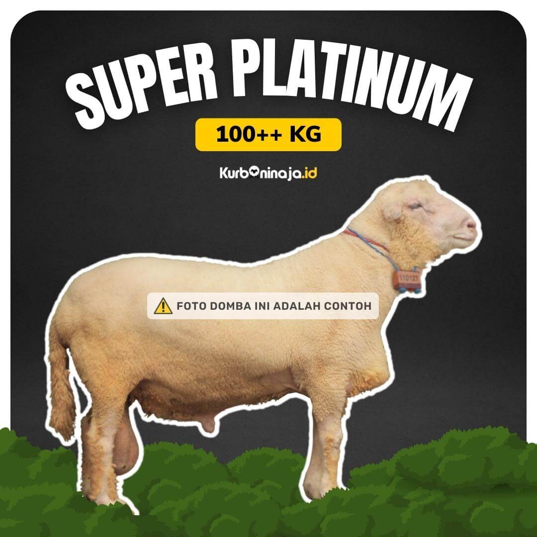 Super Platinum 100++ kg